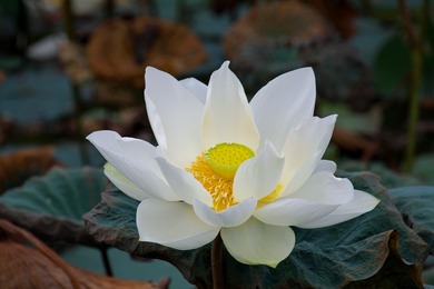Beautiful White Lotus Flower Pic