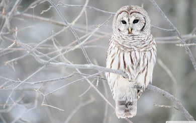 Beautiful White Owl Desktop Background Pics