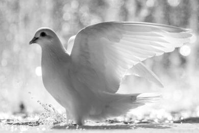 Beautiful White Pigeon