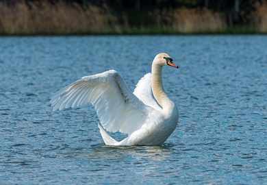 Beautiful White Swan Swim in The Lake