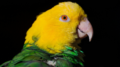 Beautiful Yellow and Green Parrot