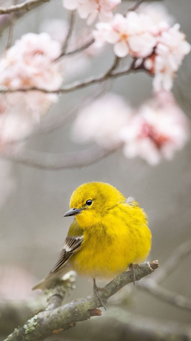 Beautiful Yellow Sparrow