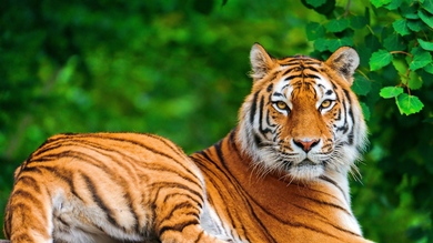 Beauty of Bangal Tiger