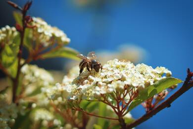 Bee Feeding From Flower