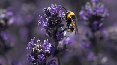 Bee on Flowers