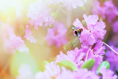 Bee on Pink Flower 4K Download