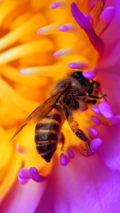 Bee on Yellow Flower