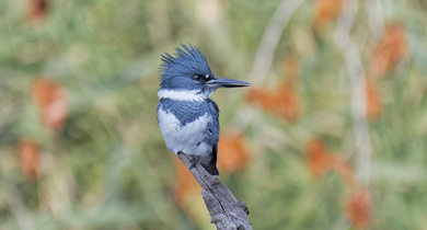 Belted Kingfisher