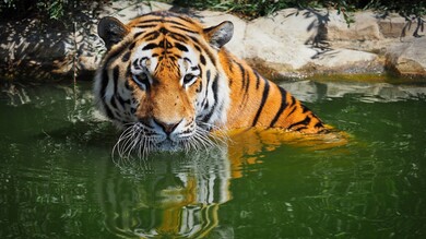 Bengal Tiger in River Photo