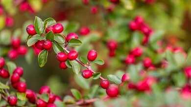 Berry Food on Tree