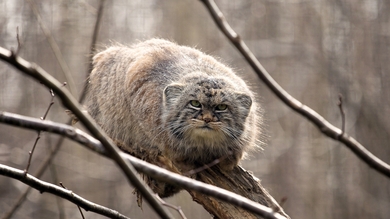 Big Cat on Tree Branch HD Wallpaper