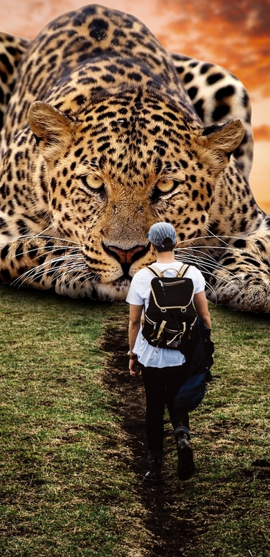 Big Cheetah Looking at Man Creative photo