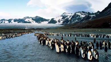 Big Colony of Penguin Bird