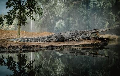 Big Crocodile Near Lake Photo