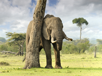 Big Elephant Near Tree Photo
