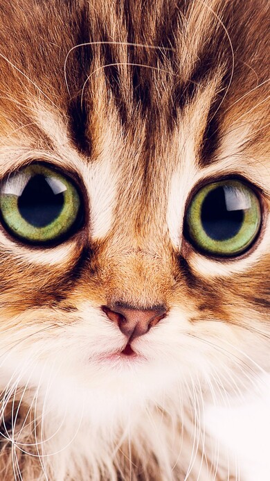 Big Eye of Kitten