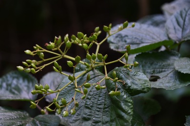 Big Green Leaves Photo