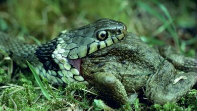 Big Green Snake Eating Frog