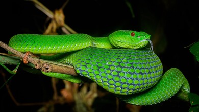 Big Green Snake on Tree Branch