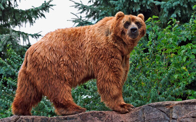 Big Hairy Bear on Stone