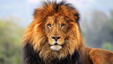 Big Lion Sitting in Forest