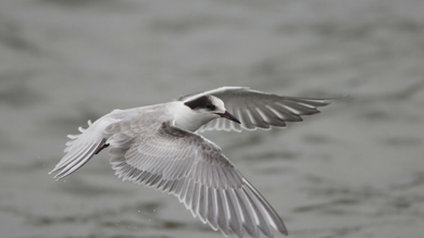 Big Seagull Flying