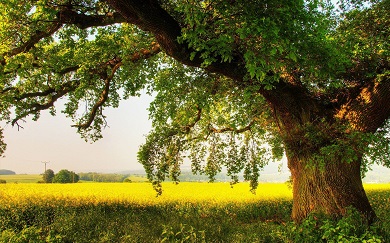 Big Tree in Farm