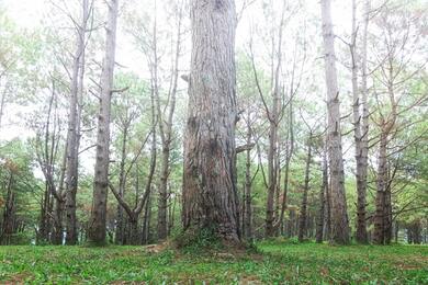 Big Tree in Forest Wallpaper