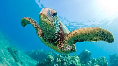 Big Turtle in Sea HD Photo