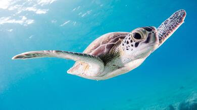 Big Turtle in Sea Photo