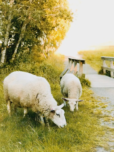 Big Two Sheep Eating Grass