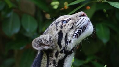 Big Wild Cat in Jungle