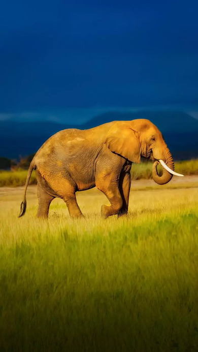 Big Wild Elephant