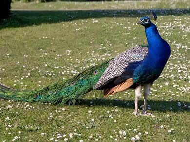 Bir Peacock in Garden HD Pic