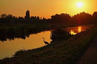 Bird Beside A Lake 4K