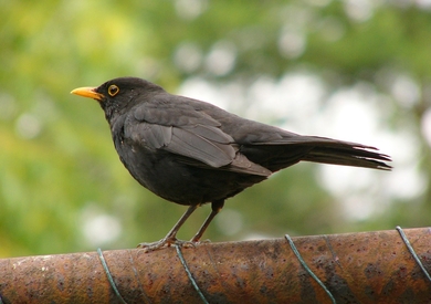 Bird Crow Sitting On Iron Pole Photo