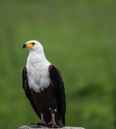 Bird Eagle on Gray Stone