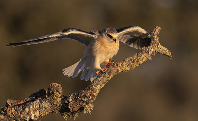 Bird Eagle with Open Wings