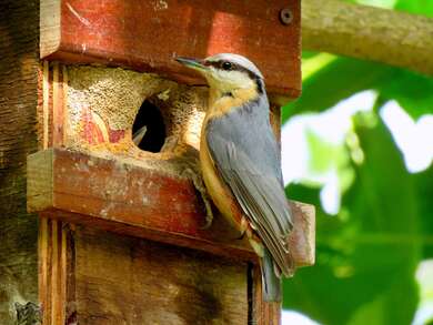 Bird Feeding Its Kid 4K Pic