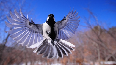 Bird Flapping Wings