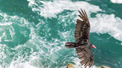 Bird Flying Over The Ocean 4K Wallpaper