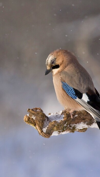 Bird in Winter