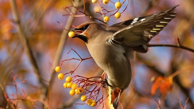 Bird is Eating Food