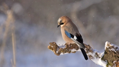 Bird Jay Sitting On Branch During Snowfall
