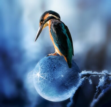 Bird Kingfisher Wallpaper