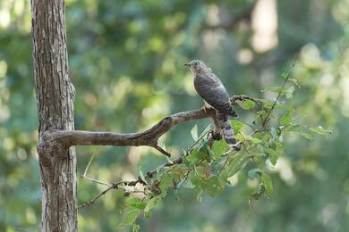 Bird Macro Photography