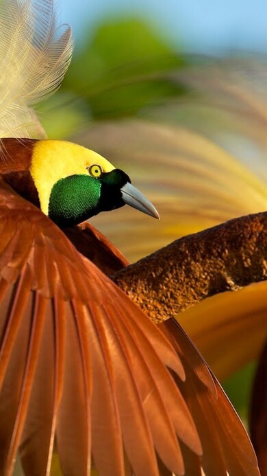 Bird of Paradise