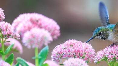 Bird on Pink Flower HD Wallpaper