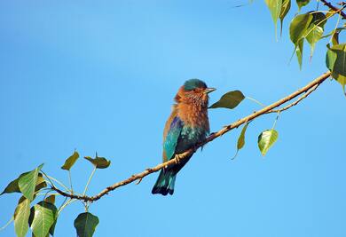 Bird on Tree Branch Picture