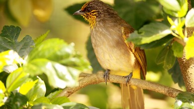 Bird on Tree